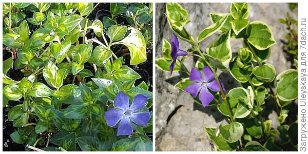 Periwinkle major Reticulata. Fotografija sa stranice nr-01.de. Veliki zimzelen Variegata, fotografija autora