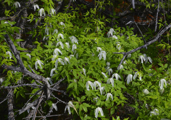 Alpski klematis, sibirska sorta