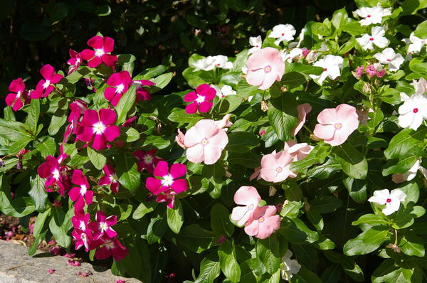 Catharanthus - rođak periwinkle, fotografija autora