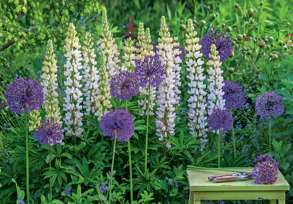 Bijela lupina Fräulein i aflatunski luk Purple Sensation