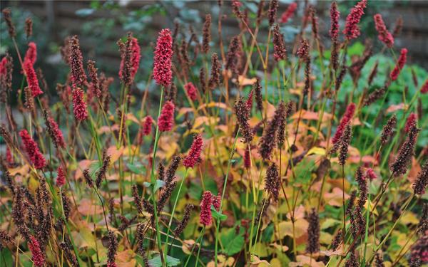 Polygonum (Persicaria amplexicaulis) prilično dobro prezimi pod slojem malča