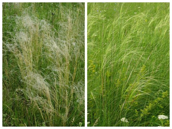 Perjanica: perjanica (Stipa pennata) - lijevo i dlakasta trava, ili tirsa (Stipa capillata) - desno