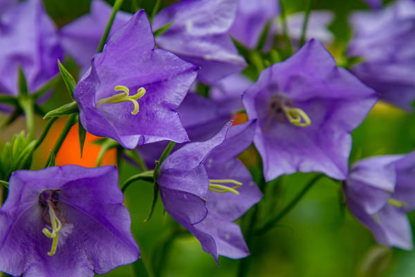 zvončić (Campanula persicifolia)