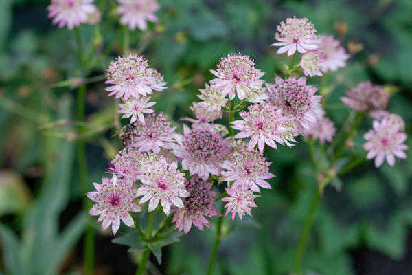 Astrantia velika