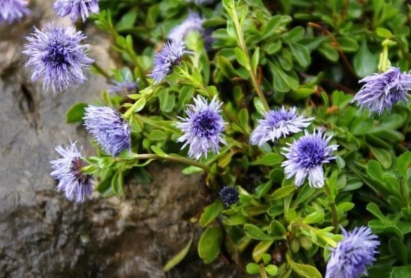 Sharovnitsa cordifolia među kamenjem. Fotografija autora