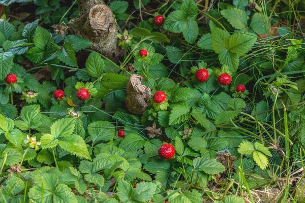 Duchesnea oblikuje kontinuirane lijepe tepihe na tlu