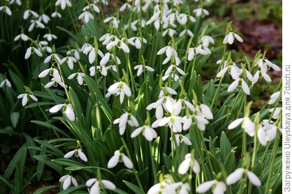 Nema potrebe žuriti u cvjetanje Galanthus presavijeni