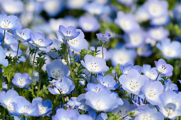 Nemophila Menzies