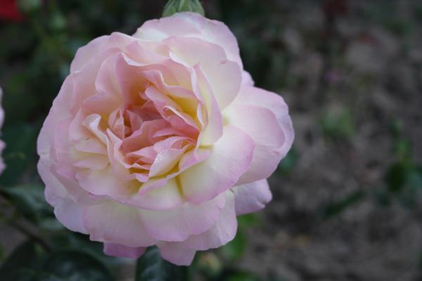 Rose &amp;amp;amp;amp;#39;Madame A. Meilland&amp;amp;amp;amp;amp;#39; - Remek-djelo Francisa Meillana