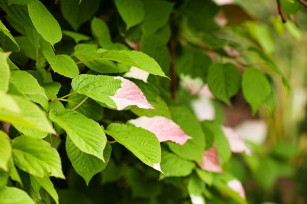 Actinidia kolomikta