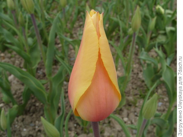 Sorta tulipana Blushing Lady