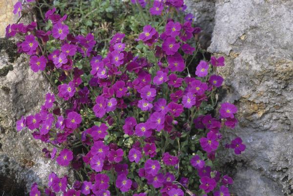 Aubrieta deltoid Red Carpet