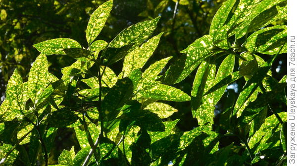 Aucuba japonica variegated - tema mog doktorskog rada