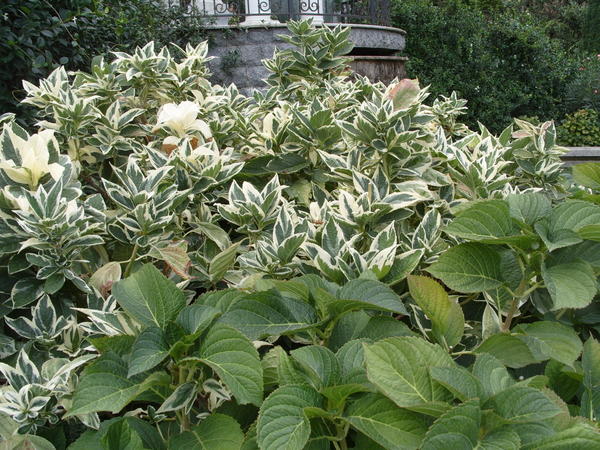 Hortenzija krupnolisna Variegata