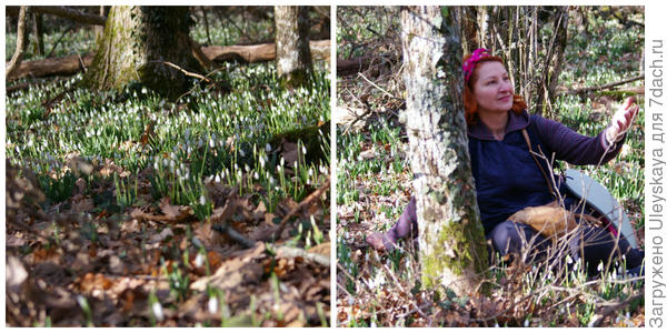 Galanthus na Ayu-Dagu, fotografija autora