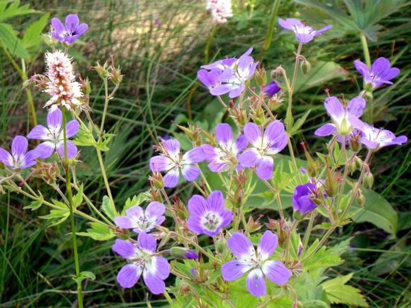 Pelargonija u cvatu