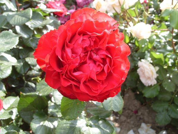 Četvrtasto cvjetno središte romantične ruže Traviata