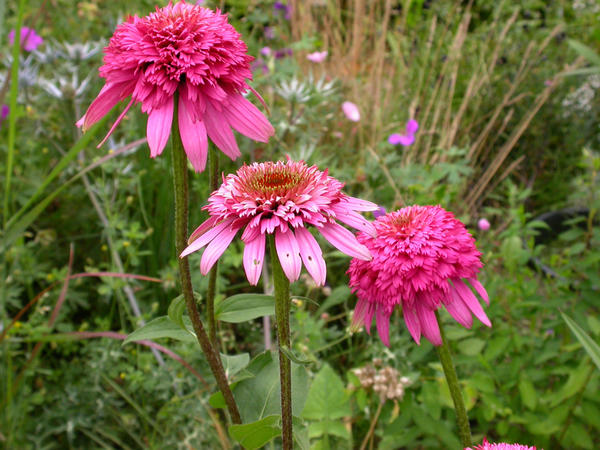 Echinacea. Varijanta Razzmatazz