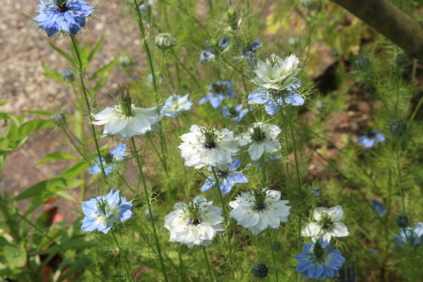 Najčešća nigella iz obitelji Buttercup