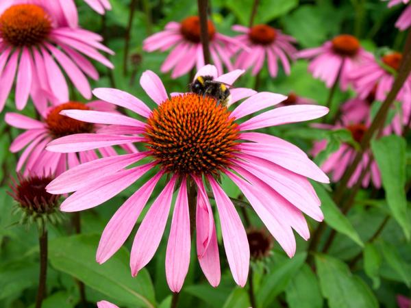 Echinacea purpurea