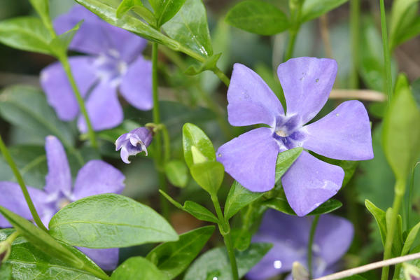 Periwinkle je idealna biljka za pokrivanje tla za sjenovita područja.