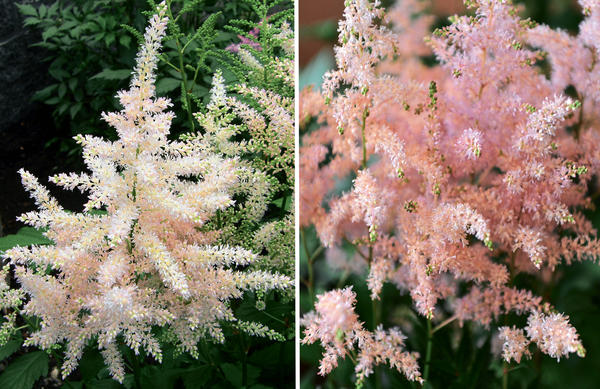 Lijevo: Europa astilbe. Desno: srebrnasto ružičasta