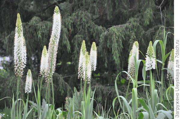 Eremurus himalayan, fotografija s flickr.com