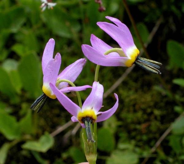 Dodecatheon zadivljuje ljepotom egzotičnog cvijeća