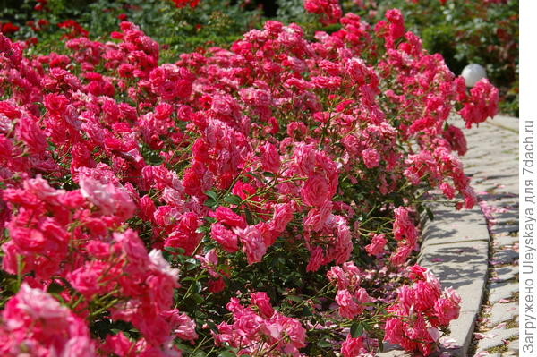 Šarmantna sorta ruže floribunda Bella Rosa, fotografija autora