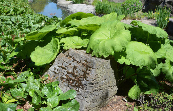 Butterbur je jedan od najvećih vrtnih 