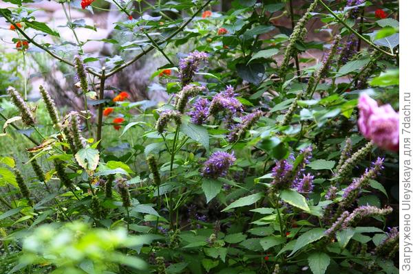 Komorač polygonum iz Lamiaceae je istaknuti predstavnik među klasićima.