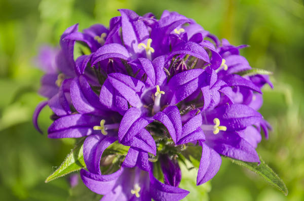 zvončić (Campanula glomerata)