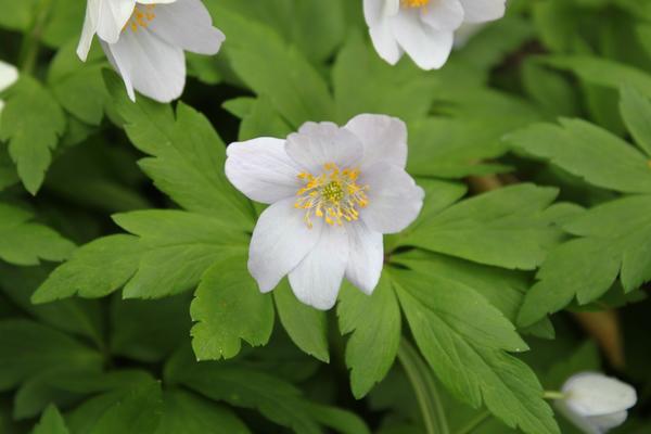 Bijeli cvjetovi anemone otvaraju se po sunčanom vremenu