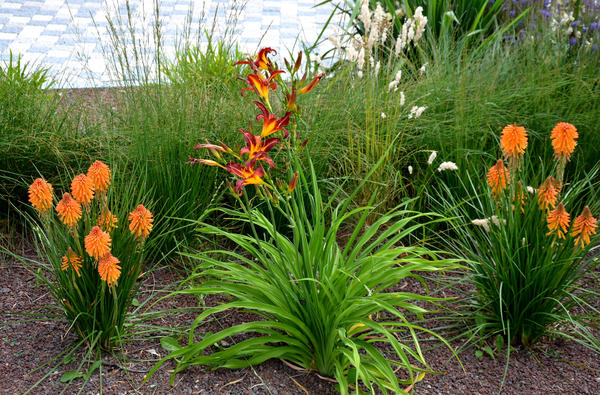 U srednjem pojasu, bolje je posaditi kniphofiju na sunčano mjesto