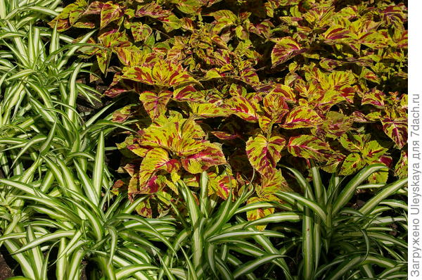 Coleus plus chlorophytum