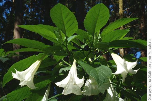 Mirisna brugmanzija (Brugmansia suaveolens). Fotografija sa stranice cmuscmr.cmu.edu.tw