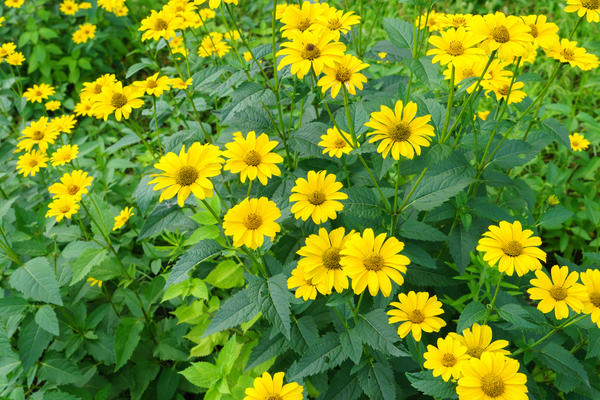 Heliopsis