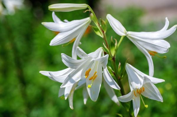 Lily candidum tijekom svog kraljevskog razdoblja cvatnje