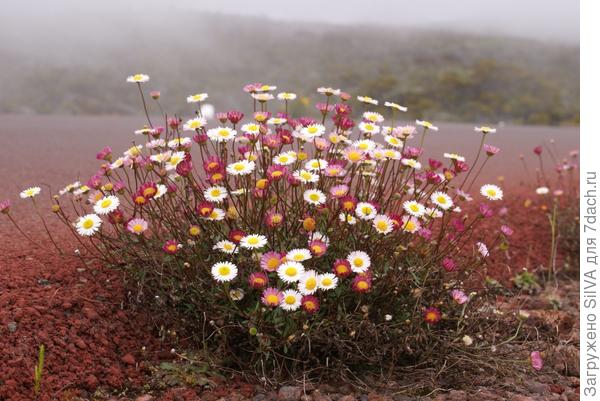 Erigeron