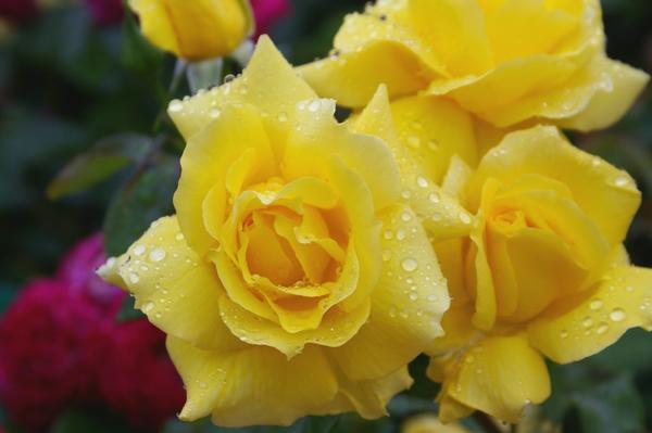 Prekrasna ruža floribunda Anthonie Meilland, fotografija autora