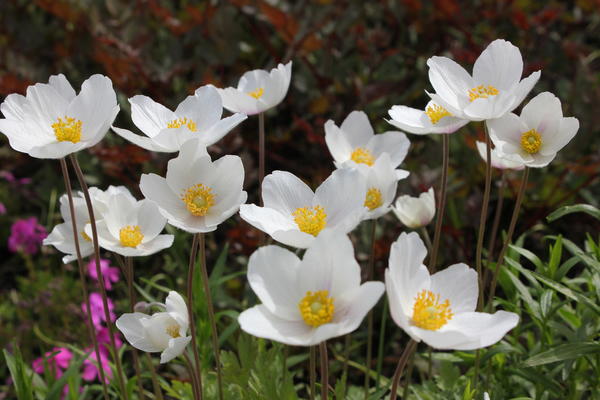 Anemone sylvestris