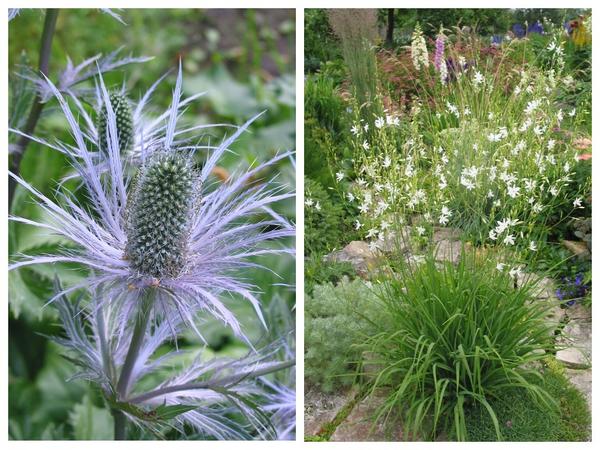 Visoke dominante cvjetnjaka. Eryngium alpinum (lijevo) i Anthericum ramosum (desno)