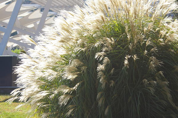 Miscanthus chinensis u ranu jesen. Fotografija autora