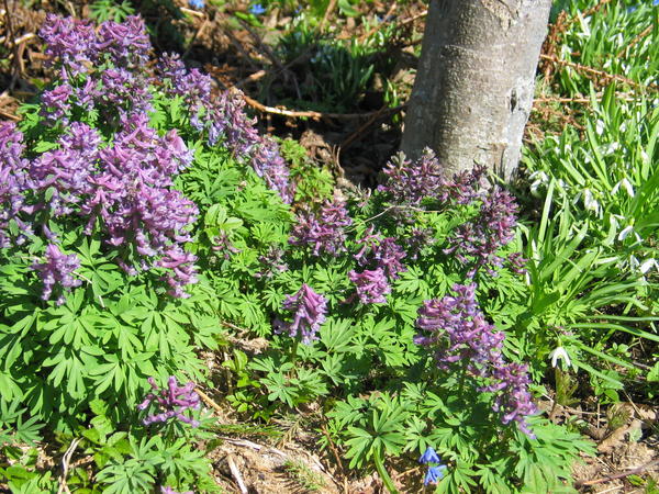 Corydalis leži pod zemljom deset mjeseci, a na površini se pojavljuje samo kratko vrijeme.