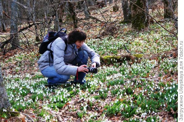 Čistine Galanthus foldata na Ayu-Dagu, fotografija autora