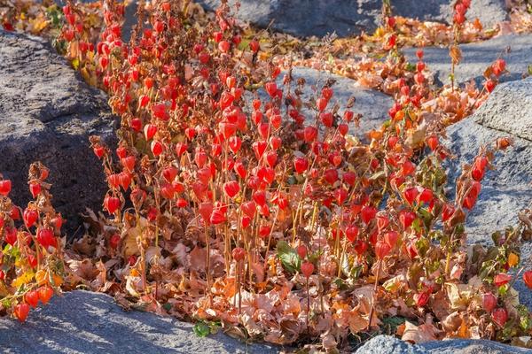 Physalis u prirodi