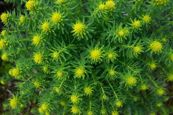 Čempresova mlječika (Euphorbia cyparissias)