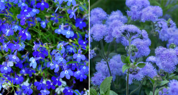 Lijevo: lobelija. Desno: ageratum