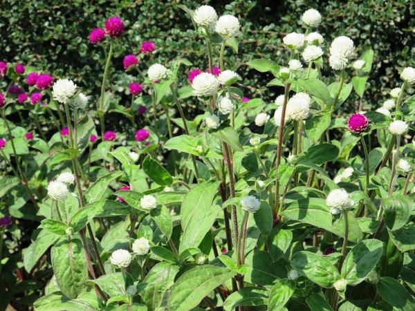 Gomphrena sferna. Fotografija autora