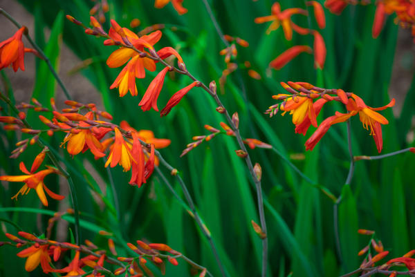 Crocosmia (Montbrecia)